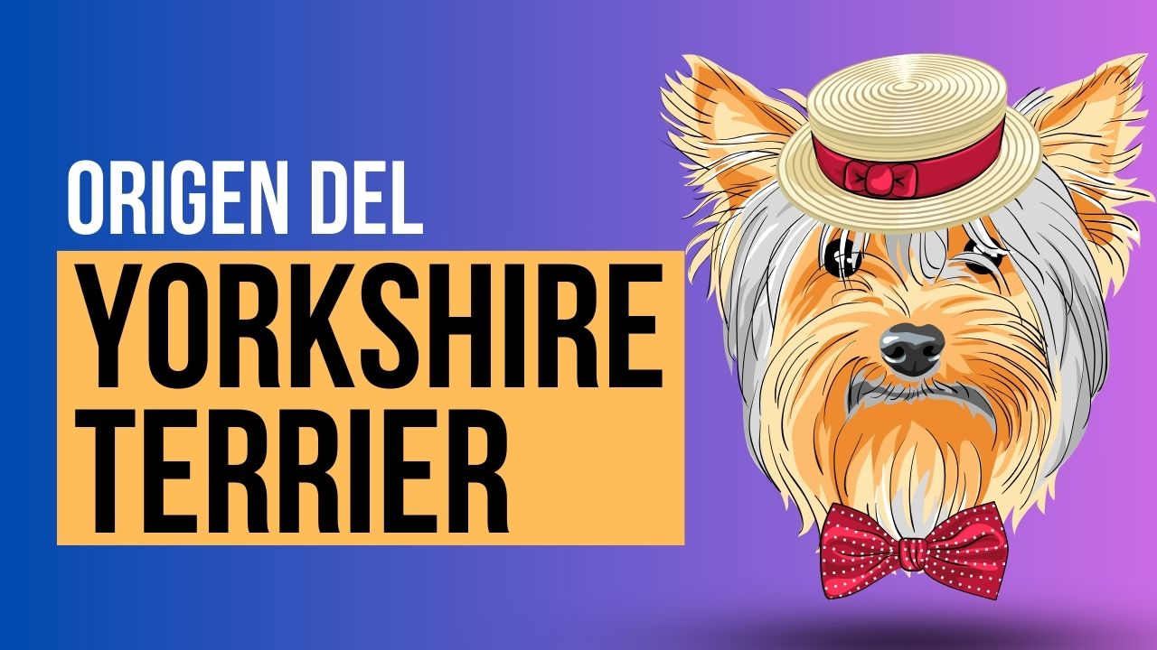 Origen de la raza YorkShire Terrier