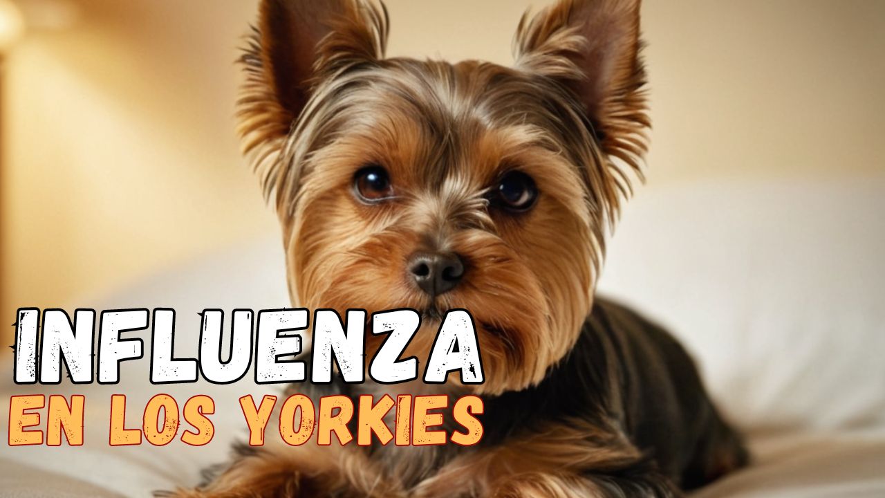 la influenza en los yorkies