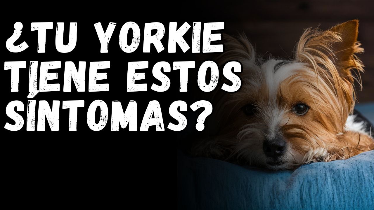 que es el alzheimer canino